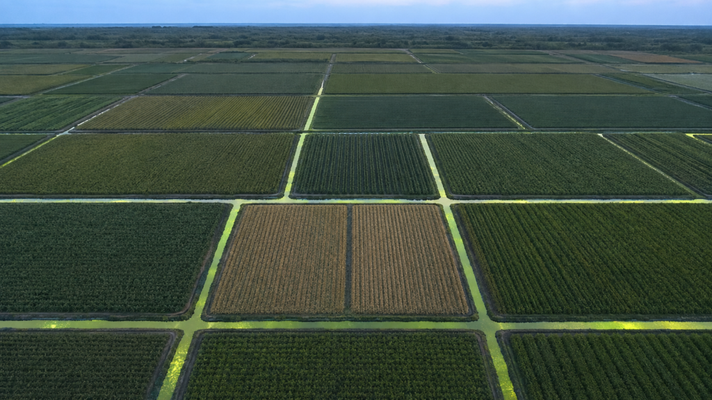 Vista aérea de un mosaico de parcelas agrícolas a la hora azul. Los canales de riego reflejan una luz verde y llegan a casi todas las parcelas; dos parcelas contiguas del centro quedan sin riego, con sus surcos intactos.